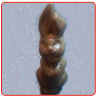Lapin
